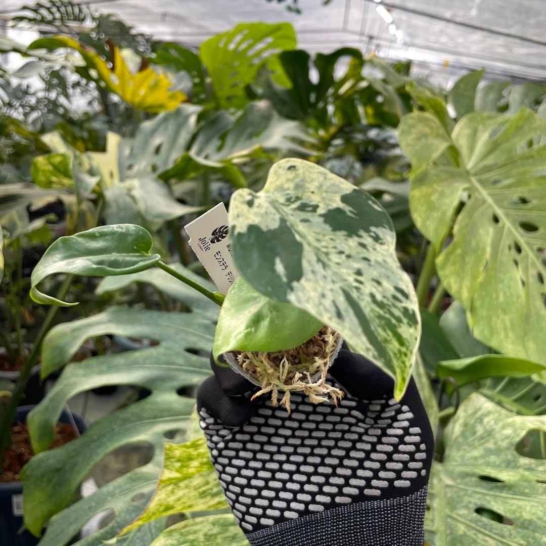 11モンステラ デリシオーサ ベトシオーサ 2寸ポリポット ネコポス発送