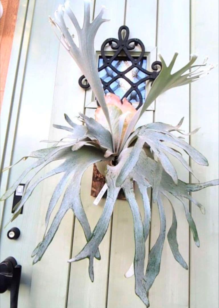 ビカクシダ☆ホワイト ギズモ③☆'White Gizmo' FSQ☆OC☆板付 - メルカリ