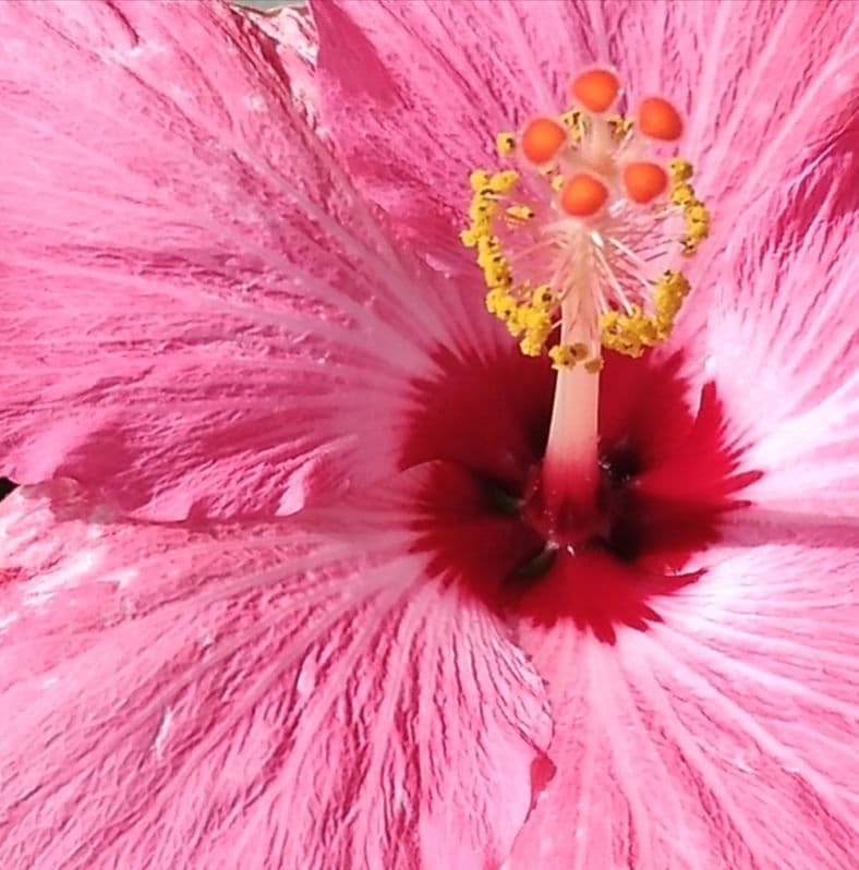 新品 正規品 日本ムートン㈱ リアルムートン 枕 ローズ ムートンピロー - Zzz's（株式会社ジーズ）