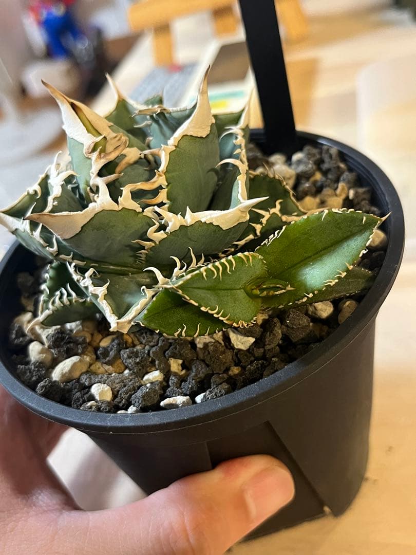 アガベ チタノタ 白豪刺 子株 - メルカリ