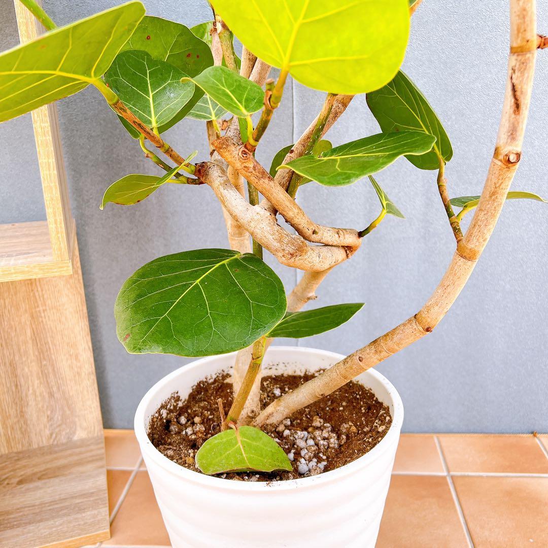 現品 海葡萄 シーグレープ 曲がり 1番 購入 観葉植物 希少 インテリア