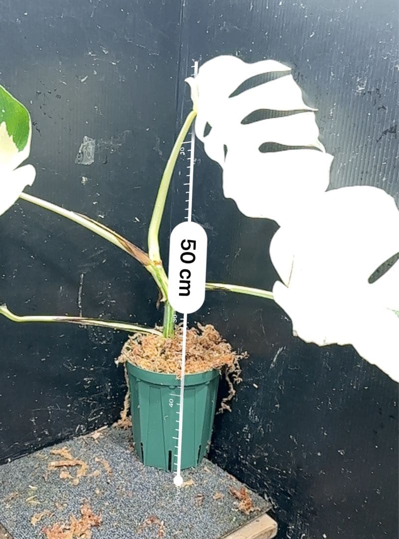 超*✿様 斑入りモンステラ極上ホワイトタイガーフルムーン4号鉢植え発