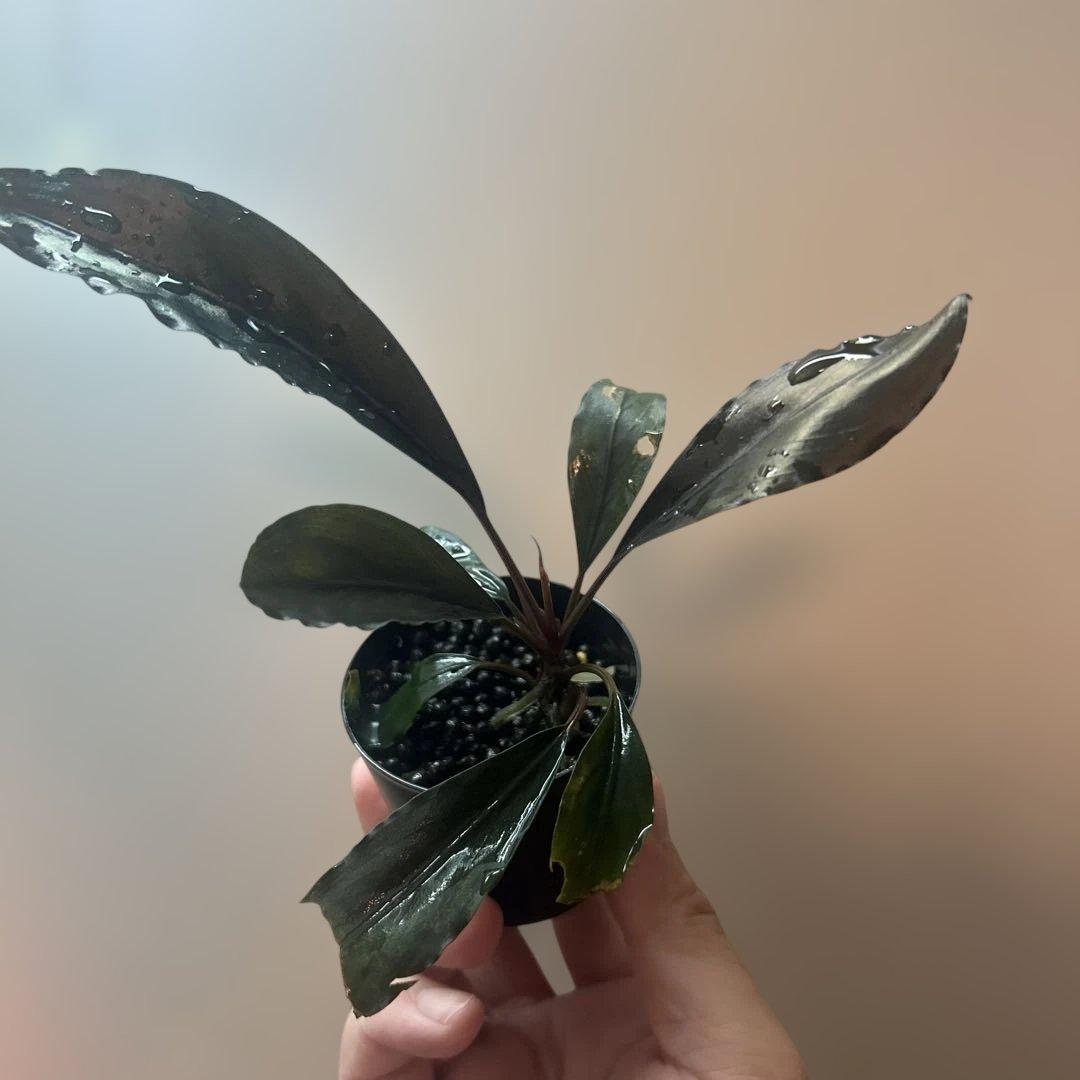 乳*菌様 Bucephalandra sp. Deep purple 【AZ08 - メルカリ