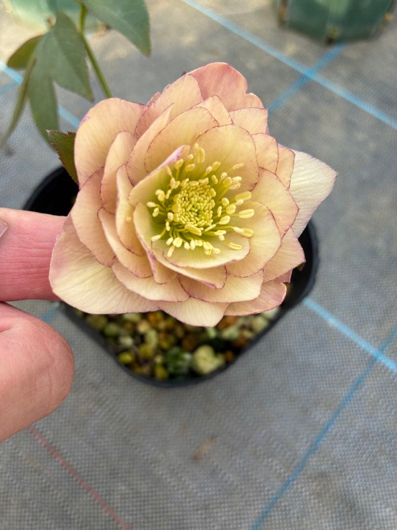 クリスマスローズ 25日まで くすみピンク 4.5寸 - メルカリ