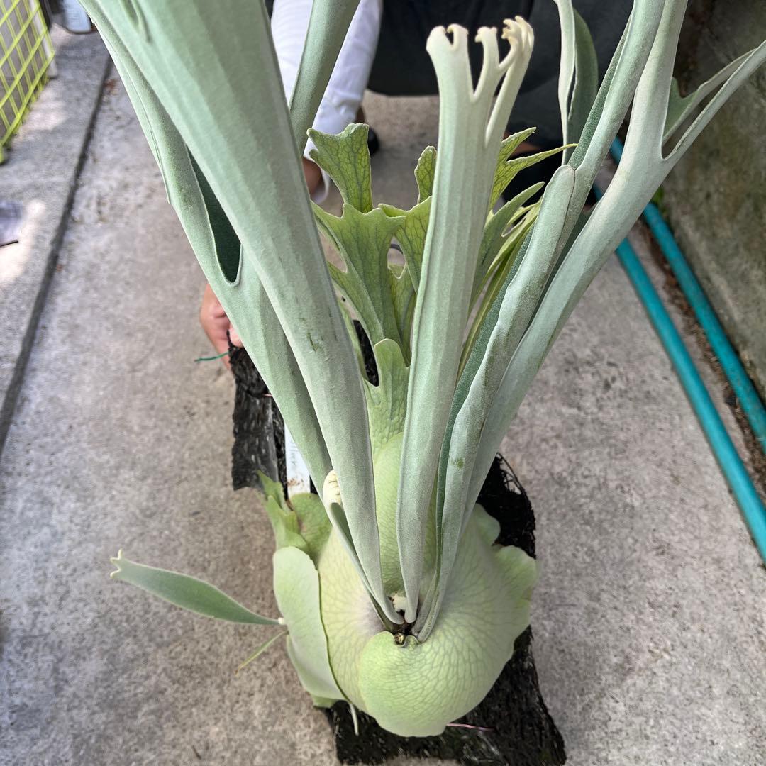 ビカクシダ ビーチーシルバー - メルカリ