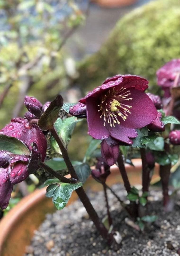 新春価格‼️クリスマスローズの苗、3苗セット ゆうパケットミニ便発送