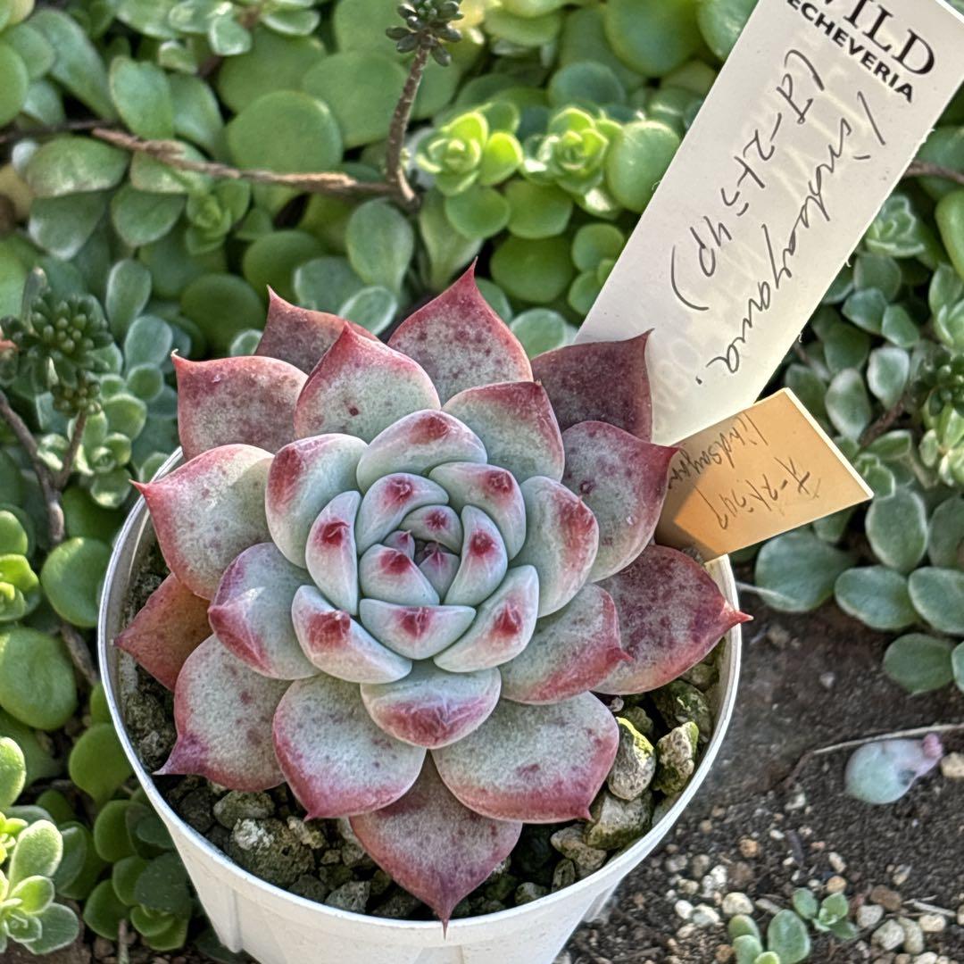 55.【札付き】オーストラリア リンゼアナ サボテン相談室 多肉植物