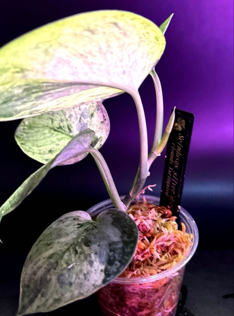 安価フラワー・ガーデニング - スキンダプサス 綺麗な斑入り セット F1