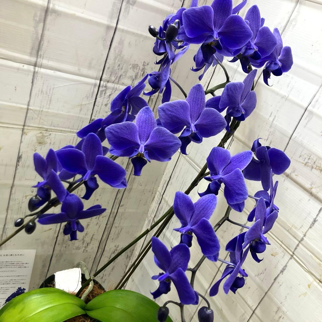 ③正規品 希少品種 胡蝶蘭 コチョウラン ファレノプシス ブルージーン
