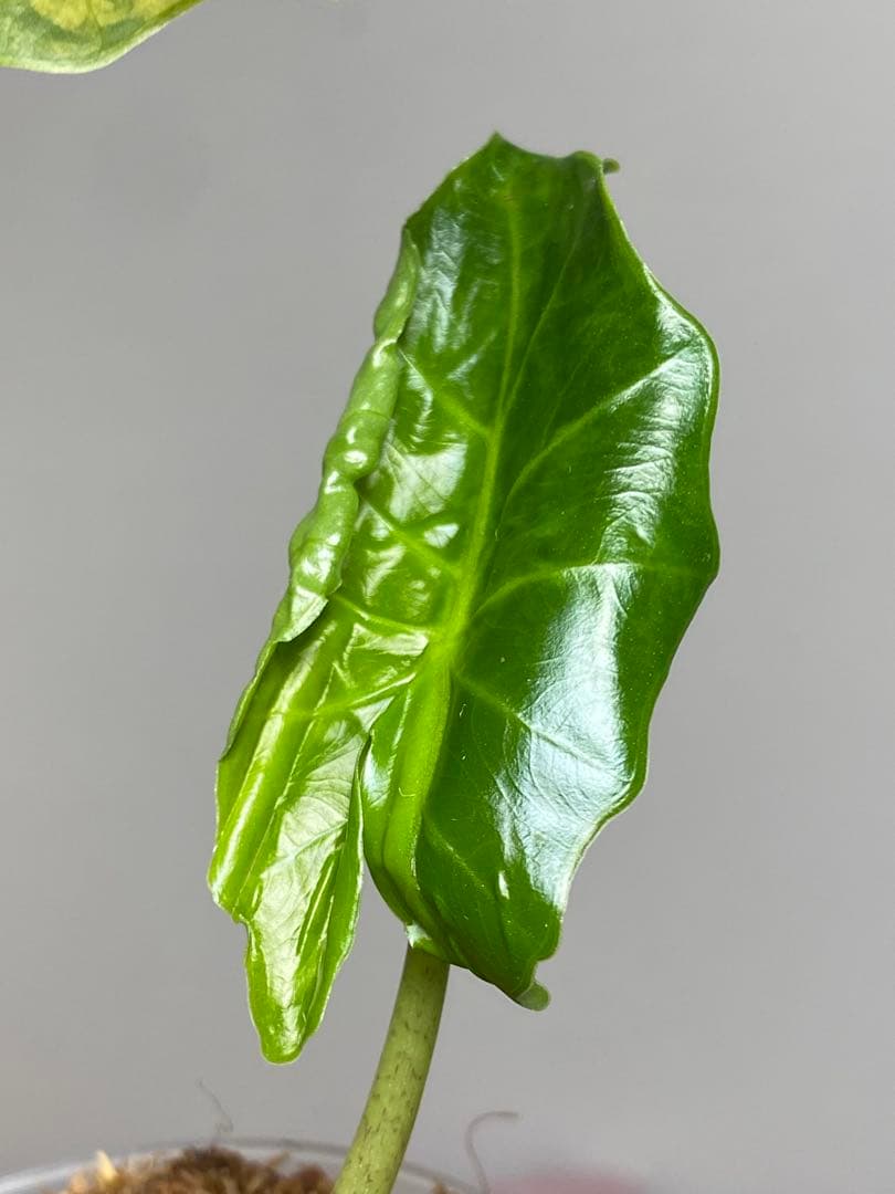 自*間様 【超希少‼️】アロカシア ポルトドラ/ポルトラ 斑入り