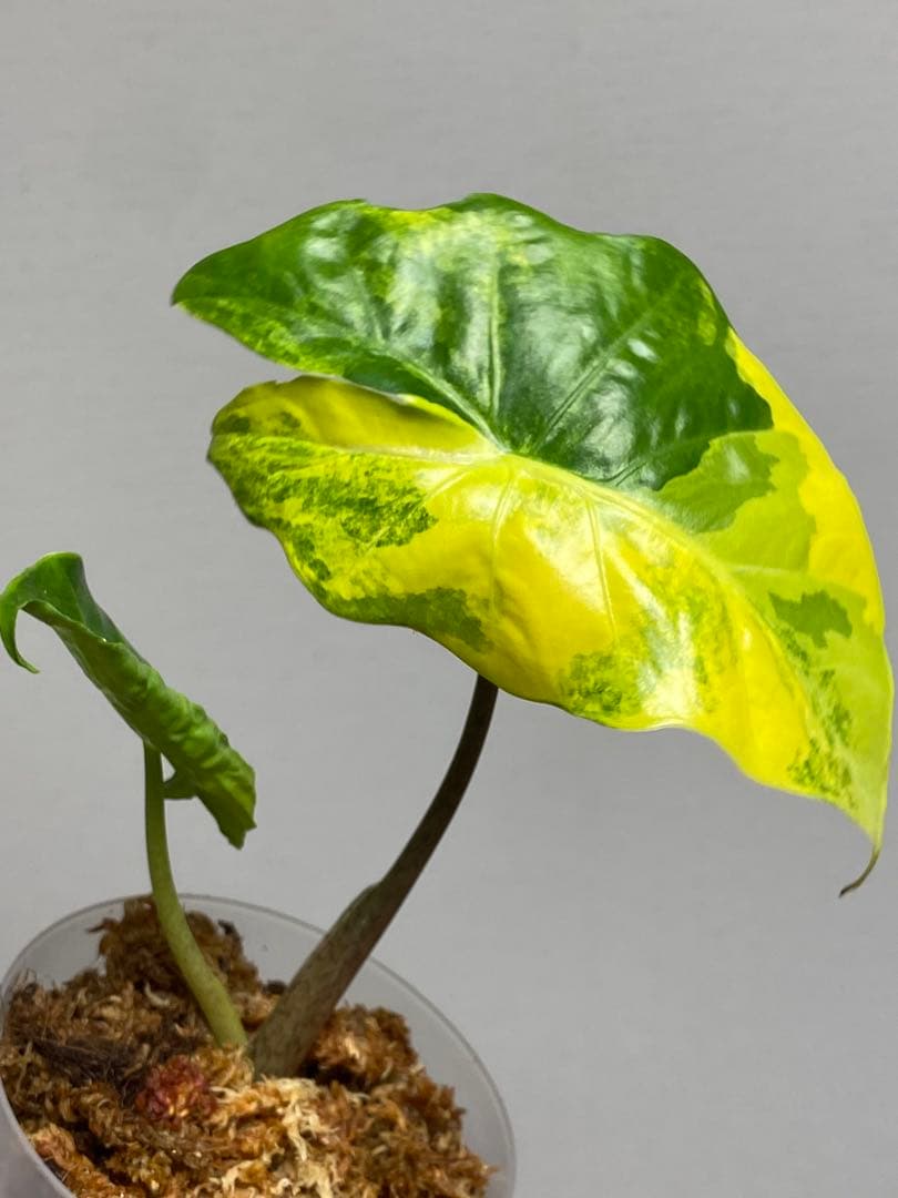 自*間様 【超希少‼️】アロカシア ポルトドラ/ポルトラ 斑入