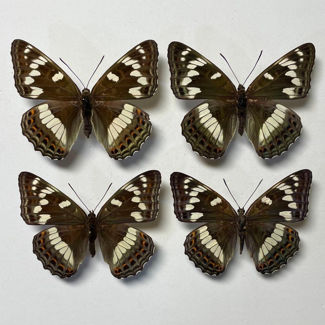 蝶標本 北海道産オオイチモンジ♀4頭 採集品 ⭐️道内オオイチ♀激減