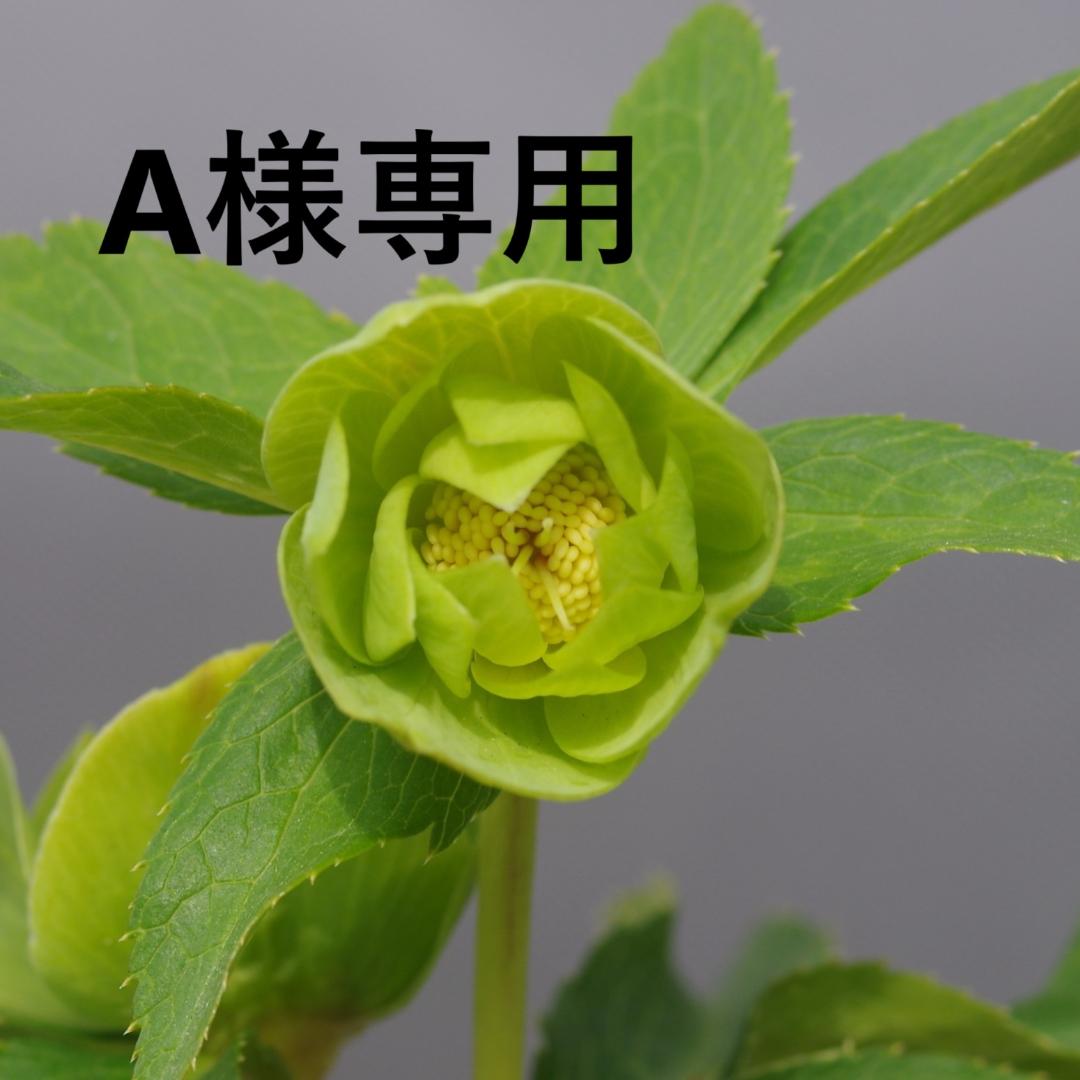 A様7482 認定！メロンゴールド クリスマスローズ開花 加藤農園 - メルカリ