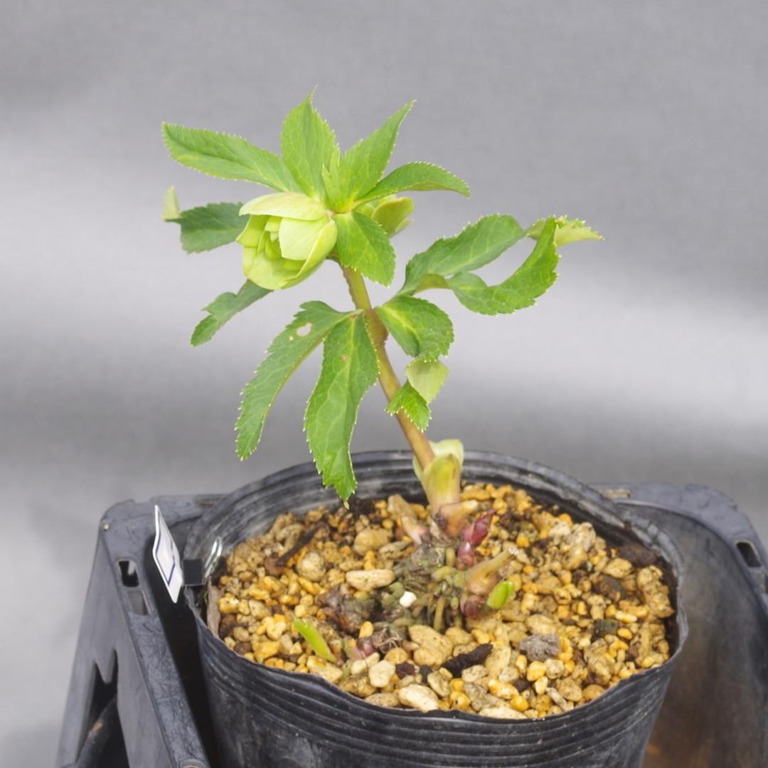 A様7482 認定！メロンゴールド クリスマスローズ開花 加藤農園 - メルカリ