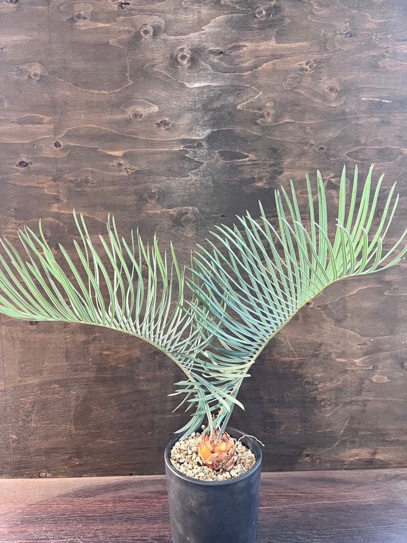 サイカスカイルンシアナM7 サイカスカイルンシアナM7 サイカスカイルンシアナM7 Q2580292910