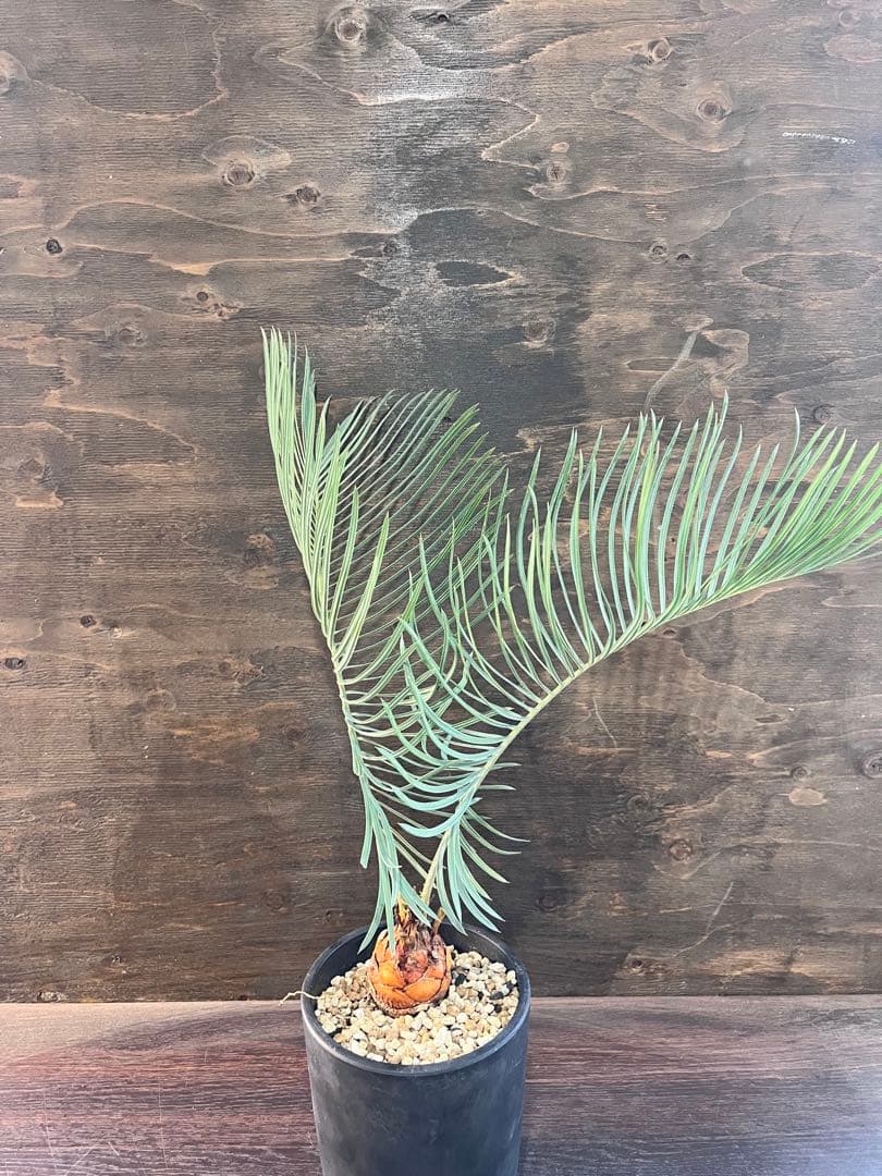 サイカスカイルンシアナM7 サイカスカイルンシアナM7 Q2580292910