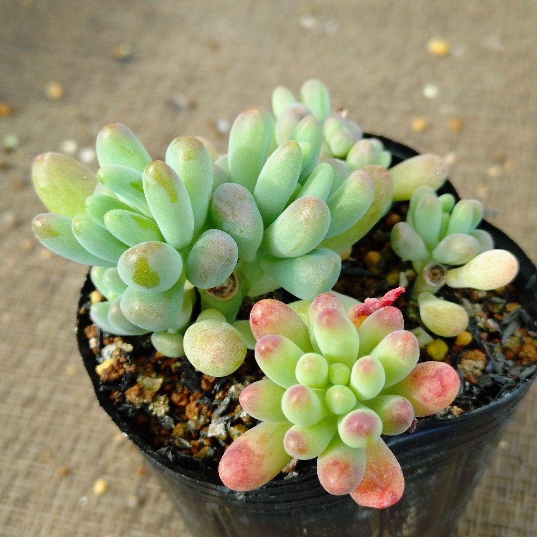 ぽ*と様 乙女心×八千代 多肉植物抜き苗うに - メルカリ