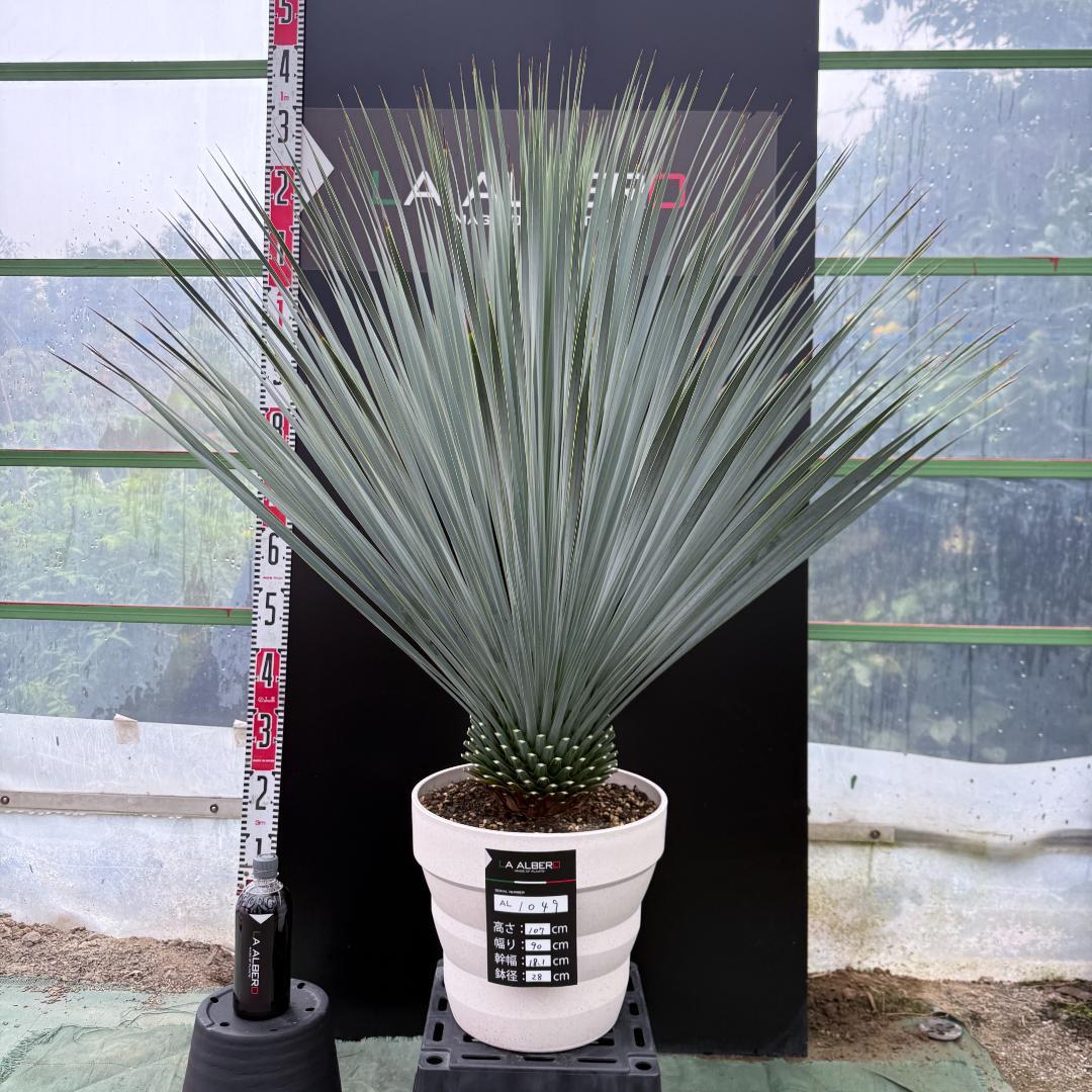 AL1049】ユッカ ロストラータ ランチョブルー 数量限定販売 - メルカリ