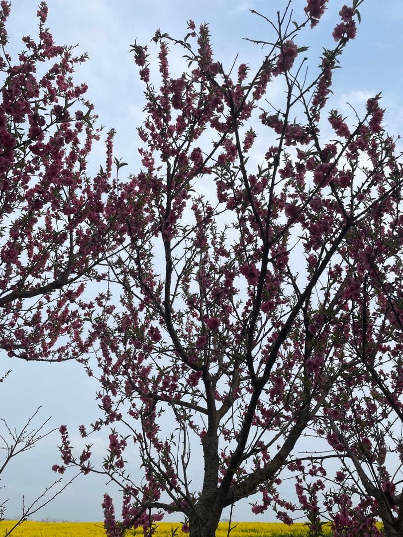 代拍王 スリクソン ZX7 Mk II ドライバー Diamana ZX-II 60 カーボンシャフト