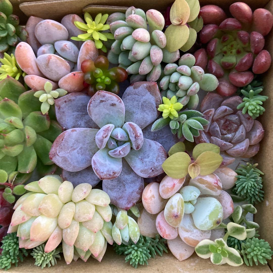 ゆうゆうメルカリ便 多肉植物 カット苗とセダム寄せ植えセット - メルカリ