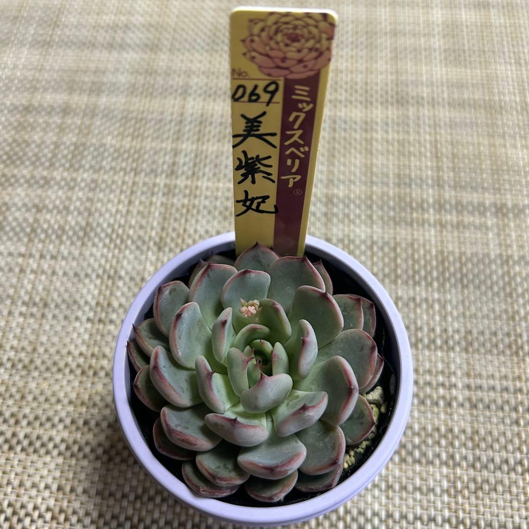 ミックスベリア 美紫妃 札付き おらいさん 花芽付き - メルカリ