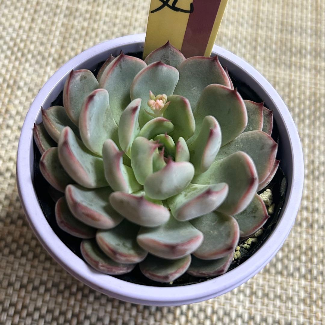 ミックスベリア 美紫妃 札付き おらいさん 花芽付き - メルカリ