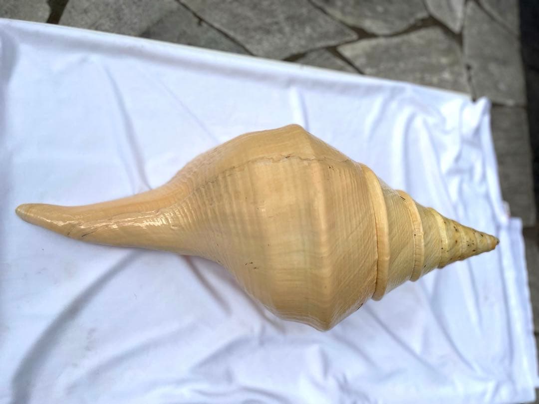 超特大54cm 世界最大級 法螺貝 アラフラオオニシ 修験道 山伏 置物