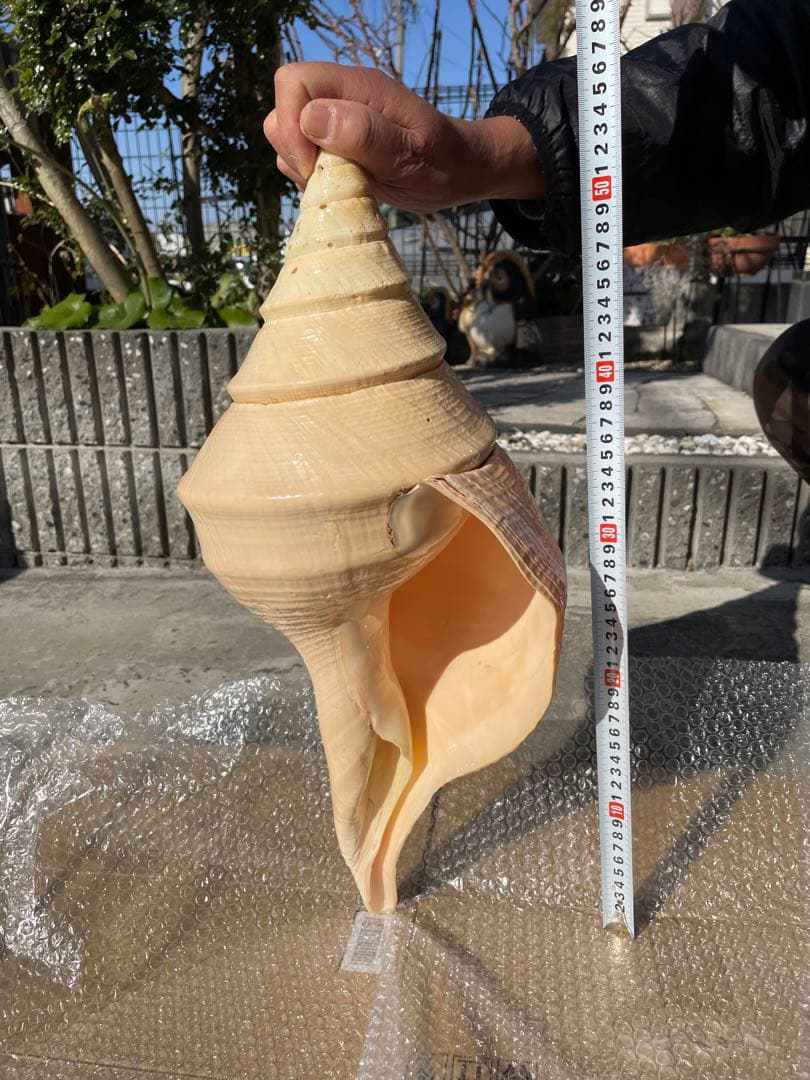 超特大54cm 世界最大級 法螺貝 アラフラオオニシ 修験道 山伏 置物