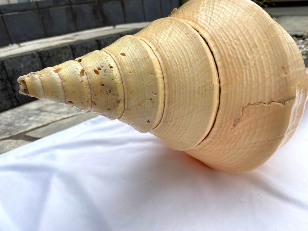 超特大54cm 世界最大級 法螺貝 アラフラオオニシ 修験道 山伏 置物