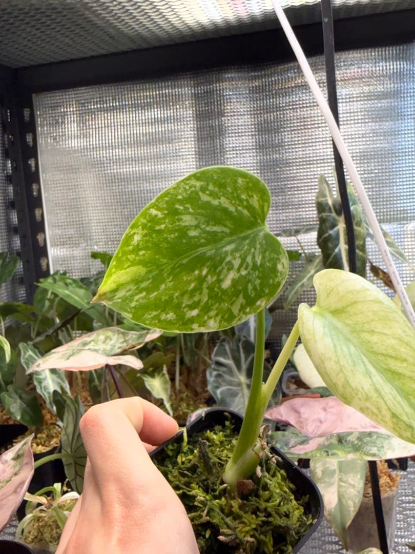 選抜株 モンステラ デリシオーサミント - メルカリ