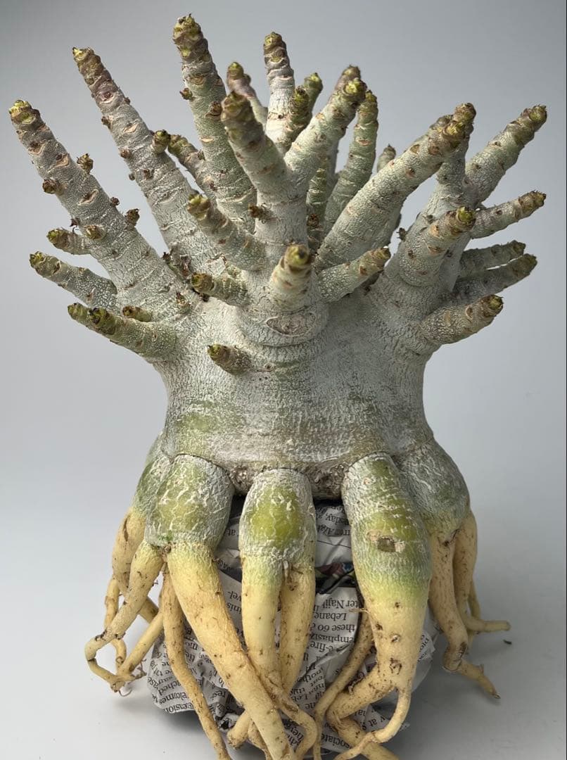 美/ドワーフ/超極太 】アデニウム アラビカム ゴジ タコ足 A - メルカリ