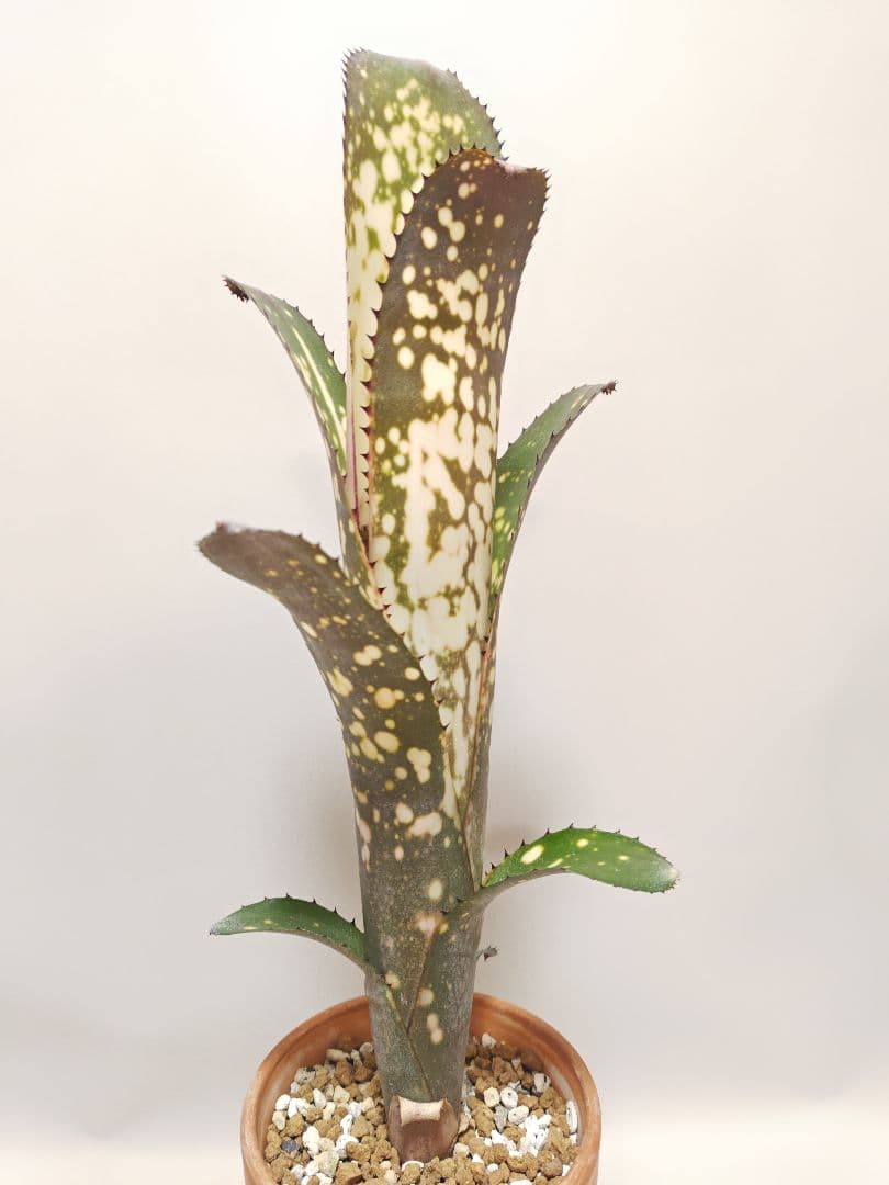 ビルベルギア　メリーモナーク ビルベルギア・メリーモナーク | trigger