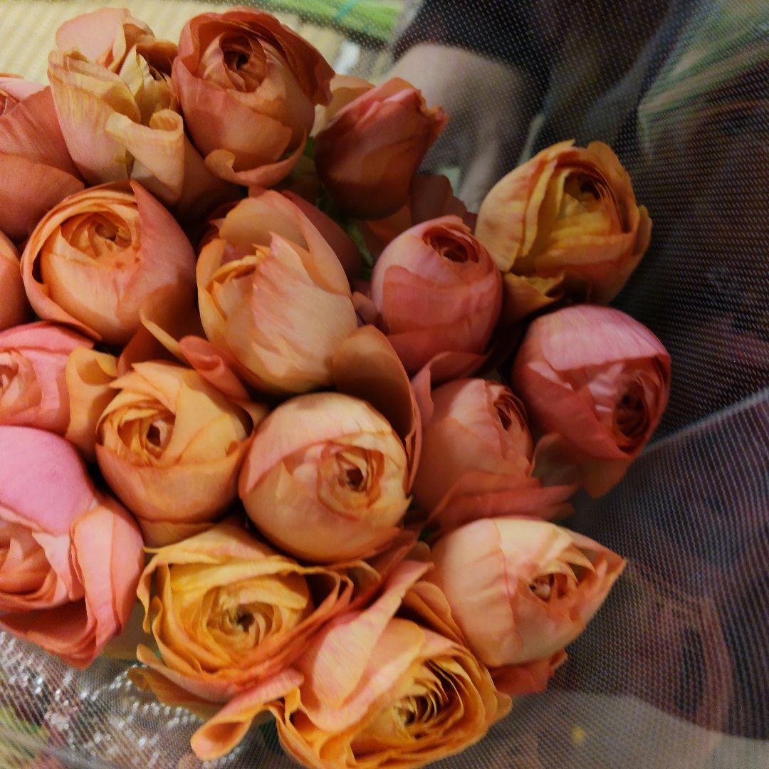 ラナンキュラス 同梱3種 25センチ位各20本[バラ 切り花 生花]1