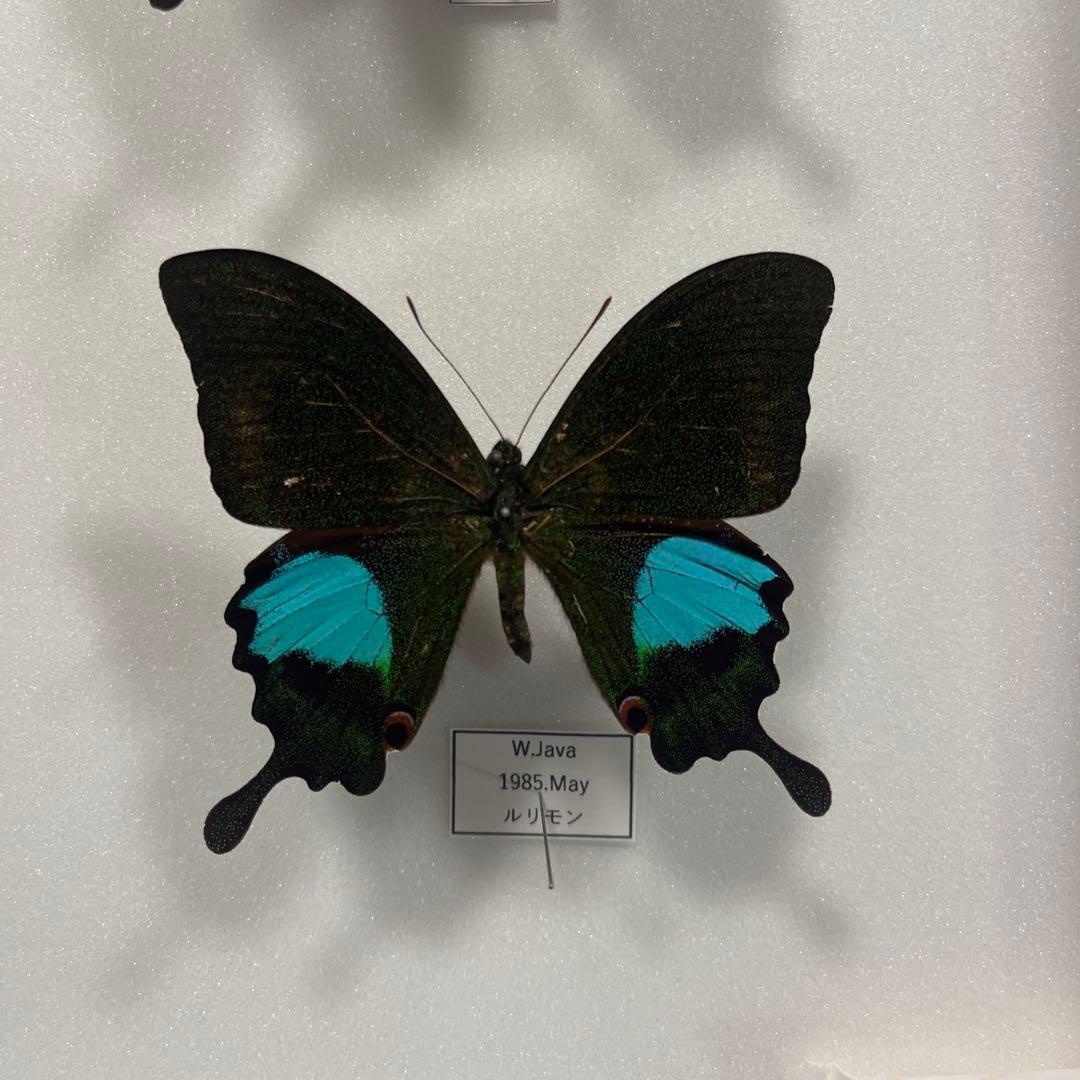青と黒色のコントラストが美しいアゲハ蝶ドイツ箱入り標本 - メルカリ