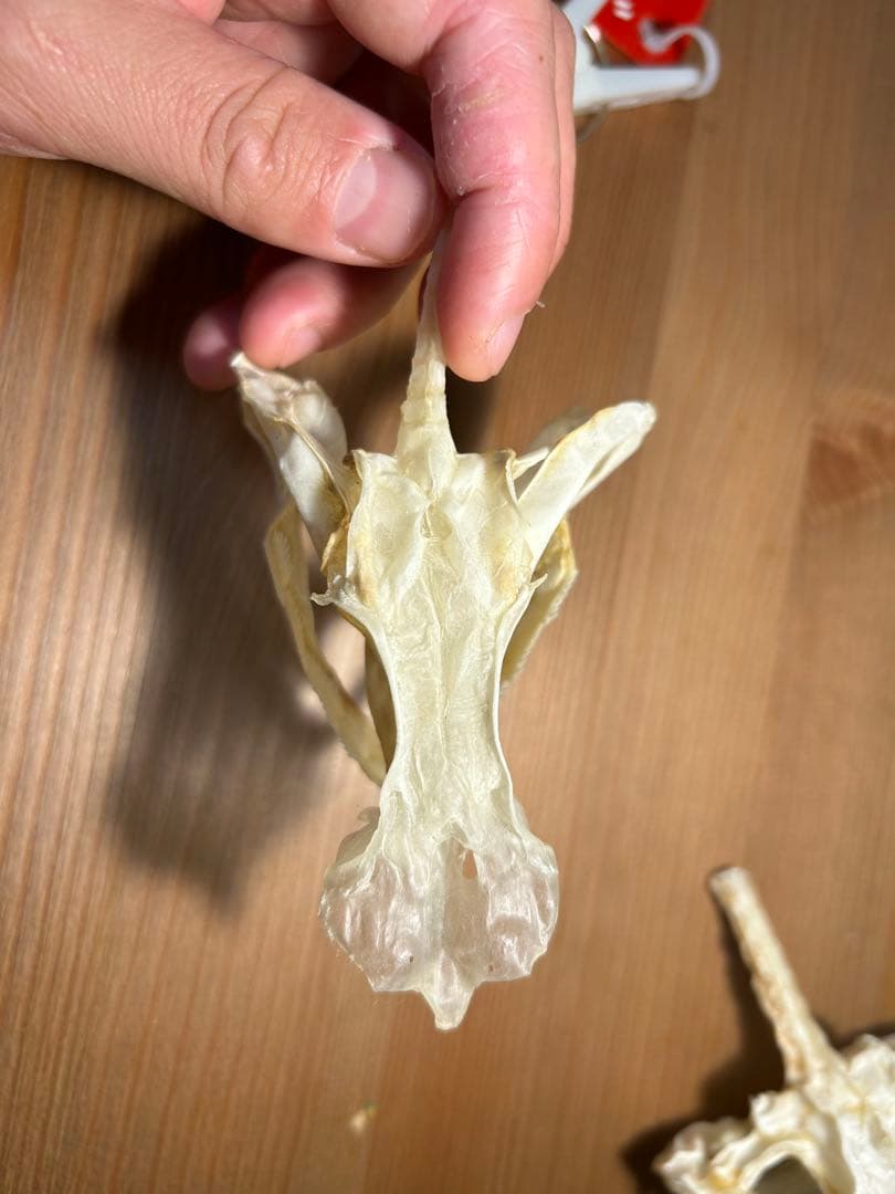 サメ頭骨標本(エドアブラザメ) オーダーメイド 多機能掛けフック