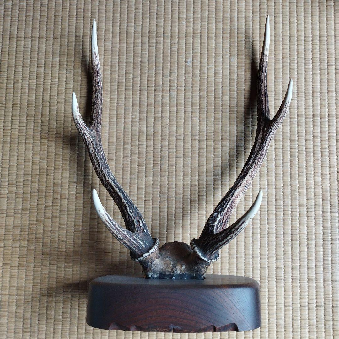 鹿の角 刀掛けオブジェ 約30cm x 20cm - メルカリ