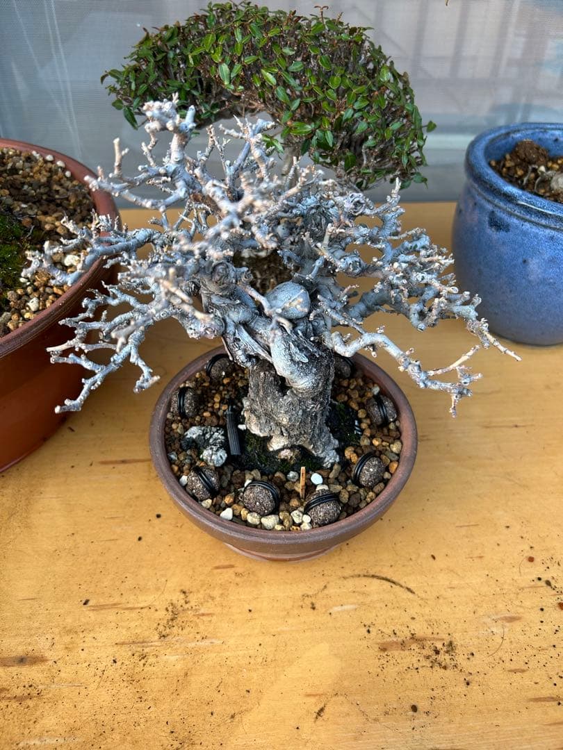 古木】寒グミ 盆栽