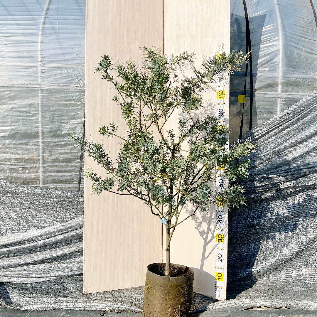 mycoさん　専用　ミモザアカシア　/ 906 ミモザアカシア | GREEN LUCK