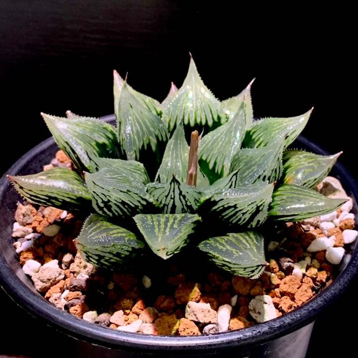 ハオルチア ナイルの一滴(ハオルシア多肉植物) - メルカリ