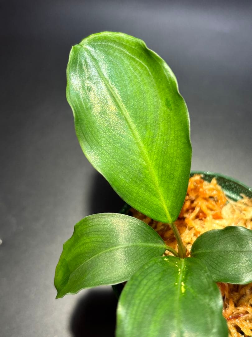 【かずちん様　ご検討用】