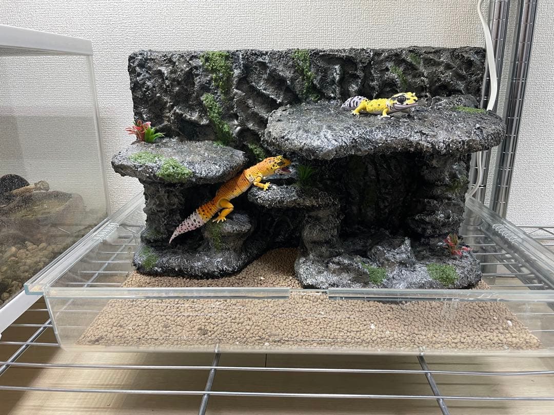 爬虫類レイアウト用品 グラステラリウム グラスハーモニー 爬虫類