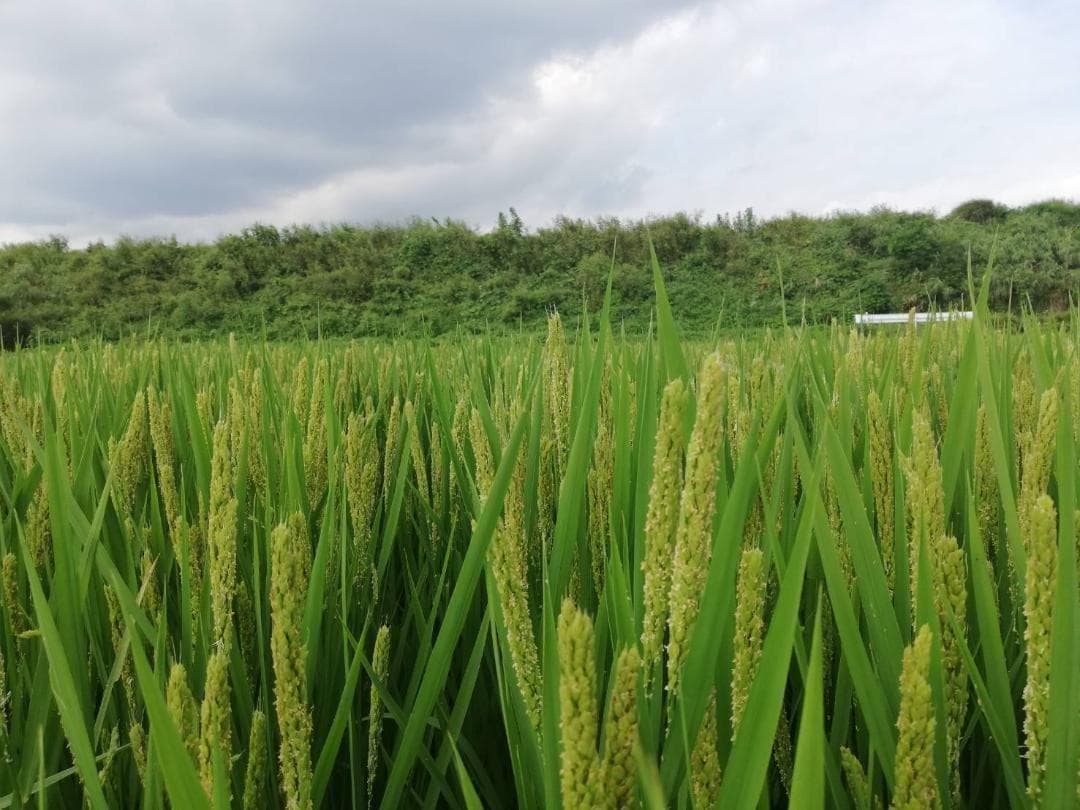 農薬不使用 7年産 ハッピーヒル（うるち）籾 3k 種籾 陸稲 - メルカリ