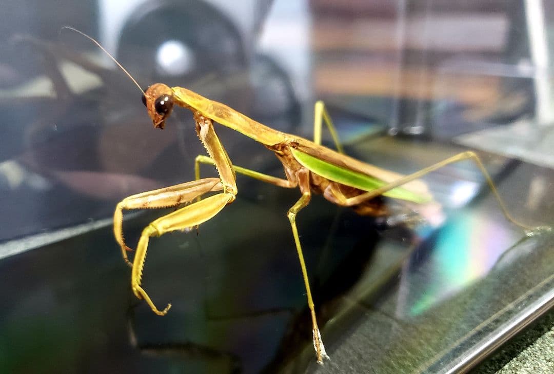 オオカマキリ 立体標本 - メルカリ