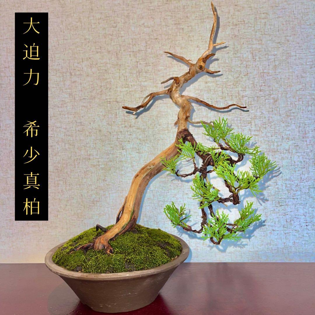 大幅値下げ 3/8で終了します】世界が注目 資産価値 真柏 盆栽 良型盆栽