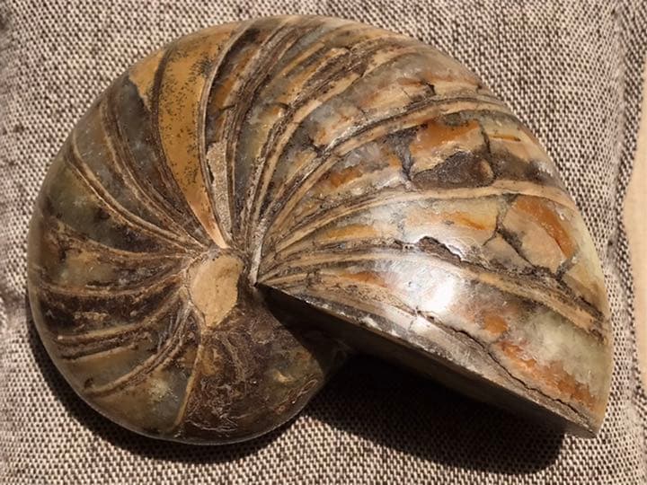 マダガスカル産 オウムガイ化石（ノーチラス・アンモナイト）大サイズ