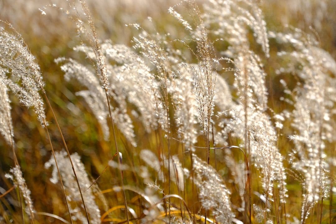 TAMRON 18-300mm F/3.5-6.3 フジXマウント