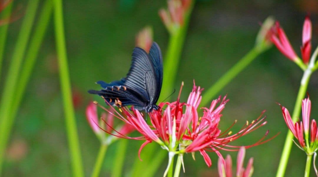 omochishop プロフ必読様 CANON EOS 30D 広角から望遠まで - メルカリ