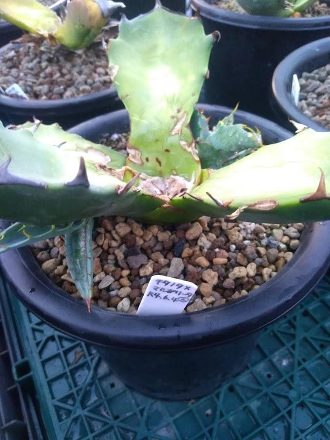 アガベ チタノタ × マルガリータ ハイブリッド【3/1撮影】☆発根済