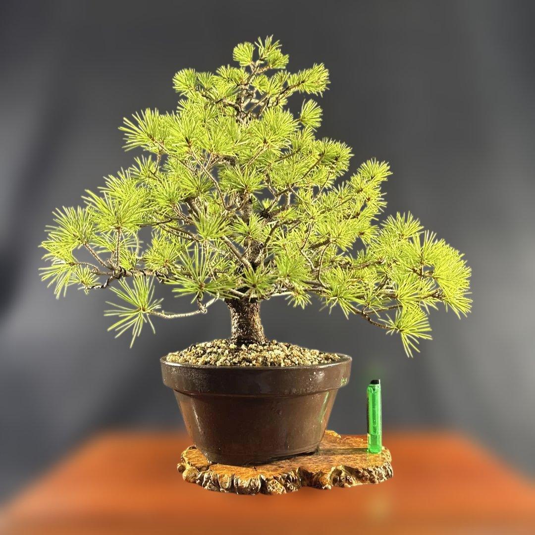 貴風盆栽、赤石五葉松、模様木 目立った傷や汚れなし M109153454