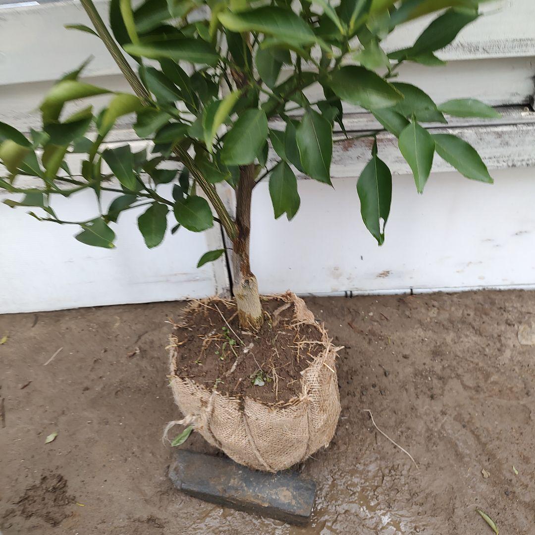 希少品種 春峰 しゅんぽう 3年生 苗木